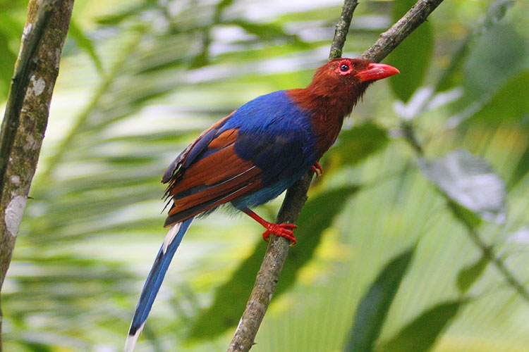 Bird Watching Tours | Bird Watching Tours in Sri Lanka | Sri Lanka Bird Watching Tours | Bird Watching Holidays in Sri Lanka