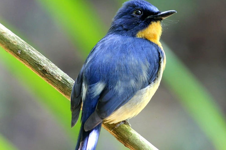 Bird Watching in Kitulgala
