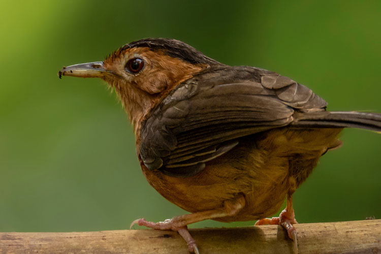 Bird Watching in Kitulgala