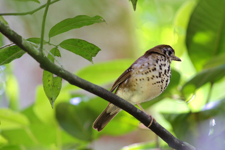 Bird Watching in Kitulgala