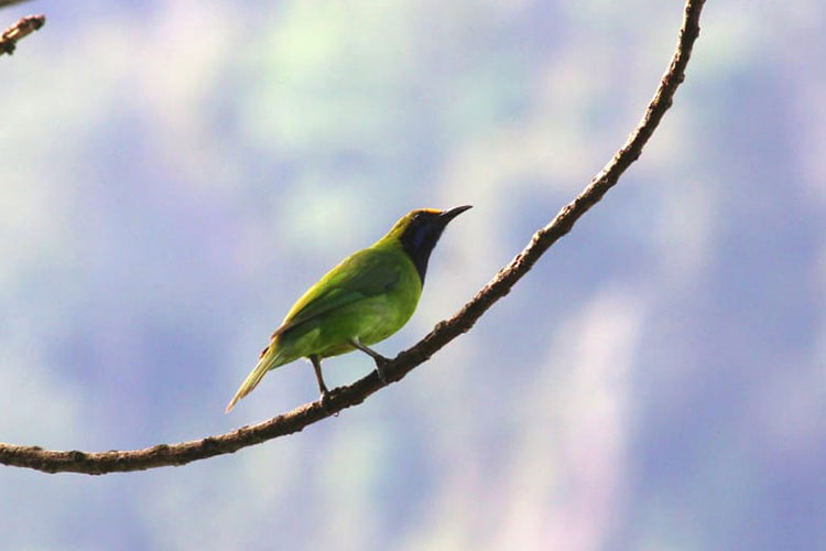 Bird Watching in Kitulgala