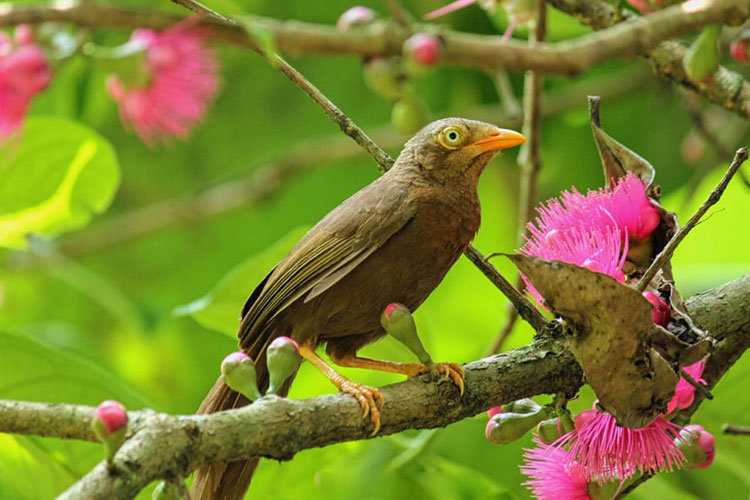 Bird Watching in Kitulgala