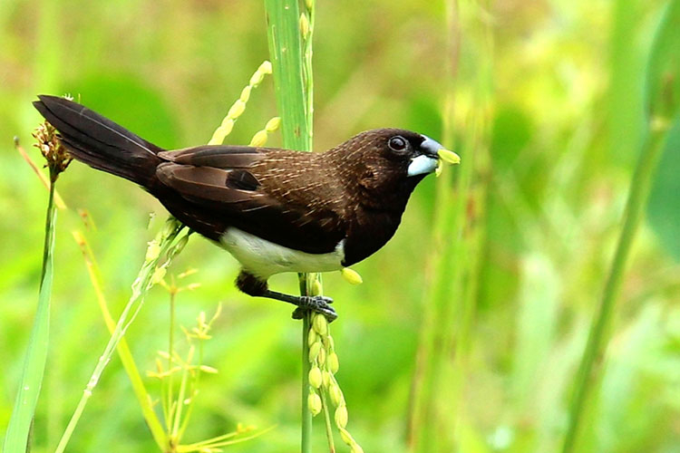 Bird Watching in Kitulgala
