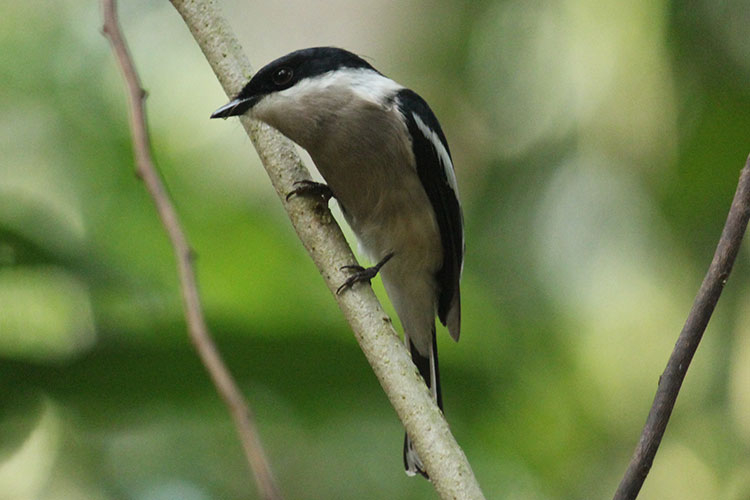 Bird Watching in Kitulgala