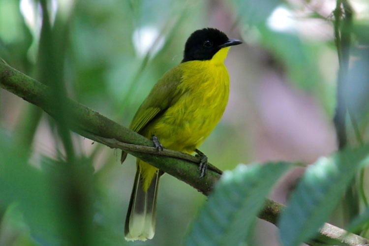 Bird Watching in Kitulgala