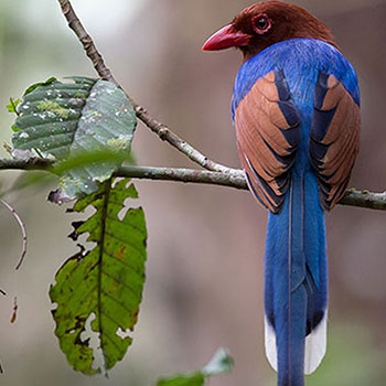Bird Watching Kitulgala