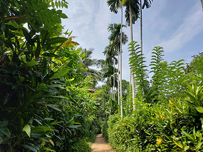 Rural Village Walk in Kitulgala