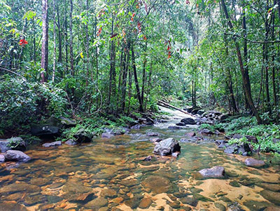 rain forest trail in Kitulgala