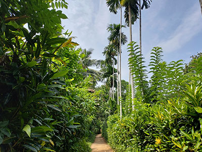 Village Walk in Kitulgala