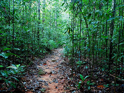 rain forest walk in Kitulgala