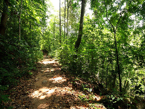 Kitulgala rain forest walk
