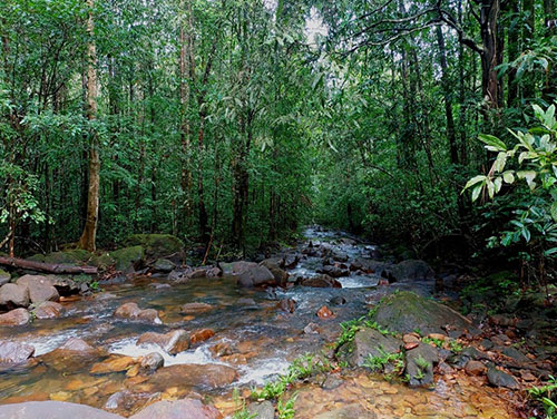Rain forest trek in Kitulgala