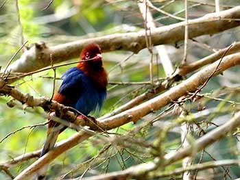 Three Nights stay in Kitulgala Adventure Camp